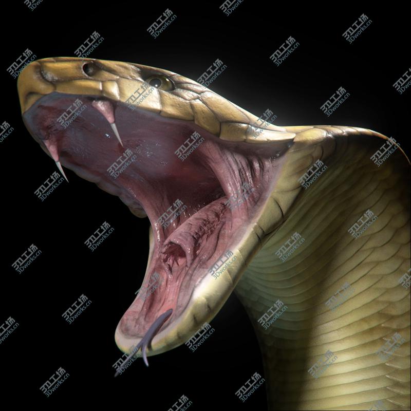 images/goods_img/202104092/King Cobra/1.jpg